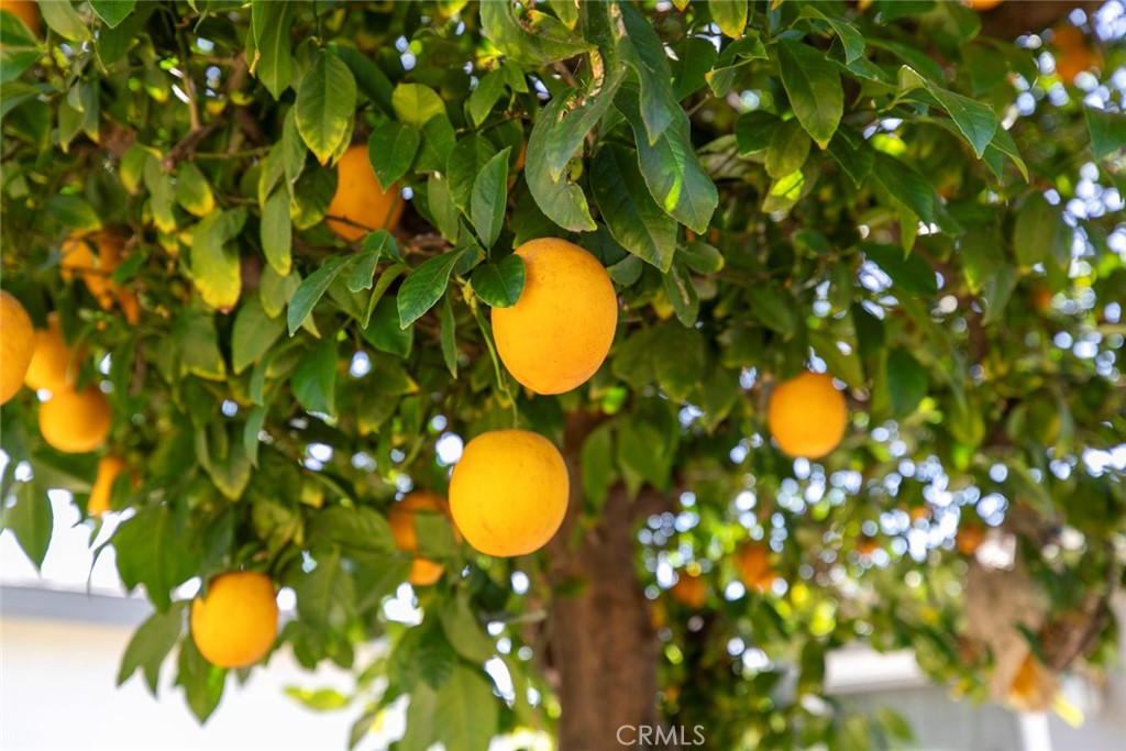 https://media.crmls.org/medias/129f7912-3c27-4814-8788-d4870042105d.jpg?preset=X-Large