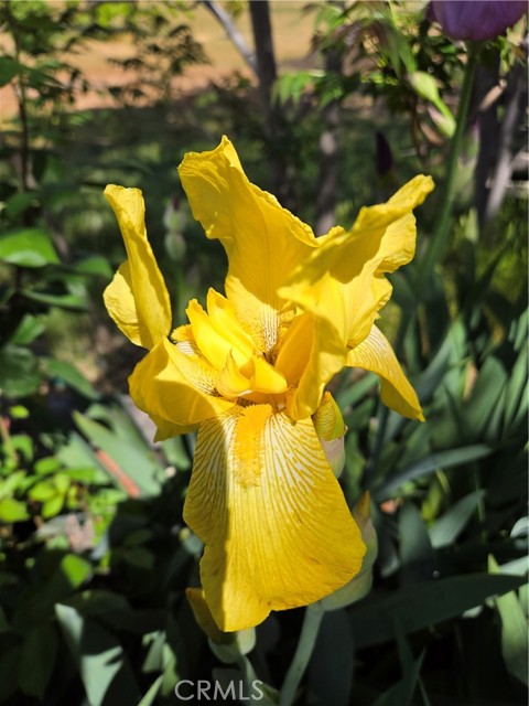 Detail Gallery Image 53 of 74 For 57745 Bailey, Anza,  CA 92539 - 3 Beds | 2 Baths