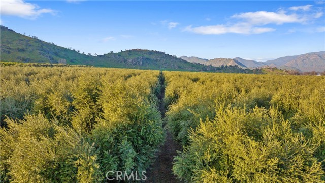 Detail Gallery Image 49 of 51 For 19400 398, Woodlake,  CA 93286 - – Beds | – Baths