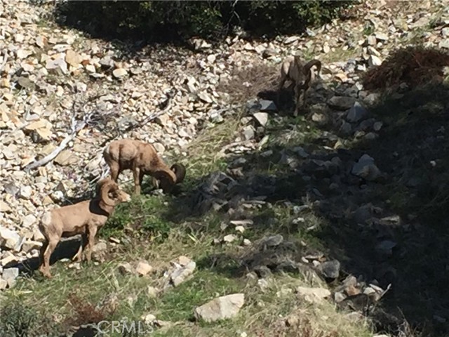 Detail Gallery Image 24 of 31 For 9112 Torrey Pines Rd, Forest Falls,  CA 92339 - 2 Beds | 2/1 Baths