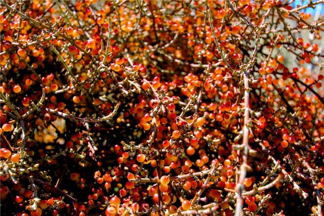 Detail Gallery Image 37 of 38 For 0 San Andreas, Joshua Tree,  CA 92252 - – Beds | – Baths