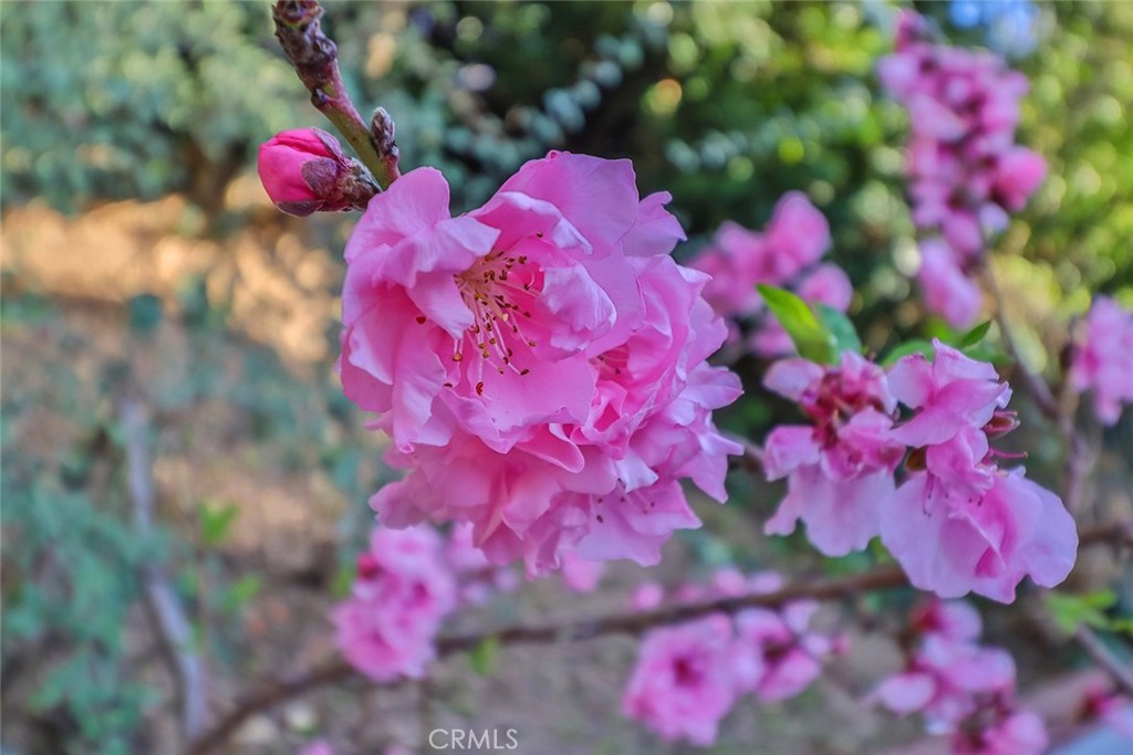 https://media.crmls.org/medias/15443d1f-a503-43b5-9360-9a7142c9635b.jpg?preset=X-Large