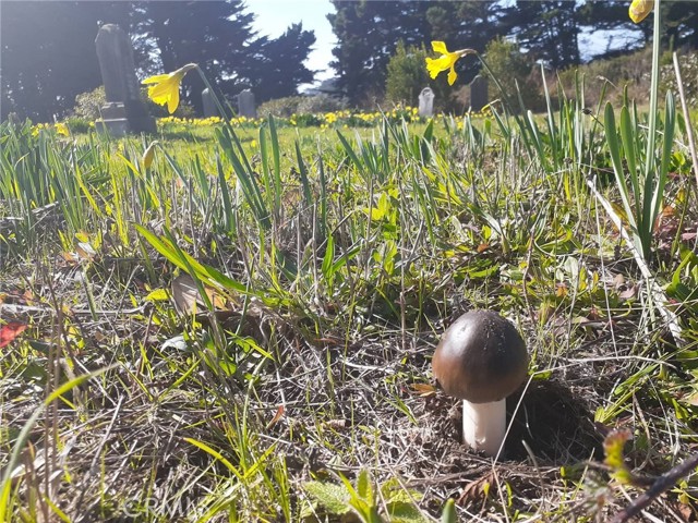 Detail Gallery Image 43 of 58 For 38160 Ocean Ridge Dr, Gualala,  CA 95445 - – Beds | – Baths