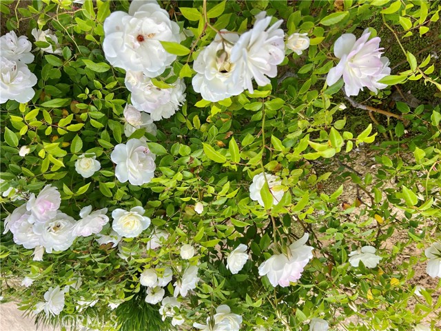 Detail Gallery Image 8 of 14 For 28723 Conejo View Dr, Agoura Hills,  CA 91301 - 3 Beds | 2 Baths