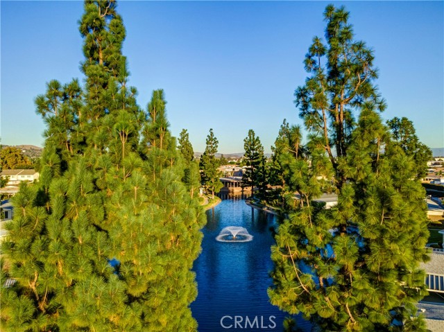 Lake view surrounded by mature pine tress