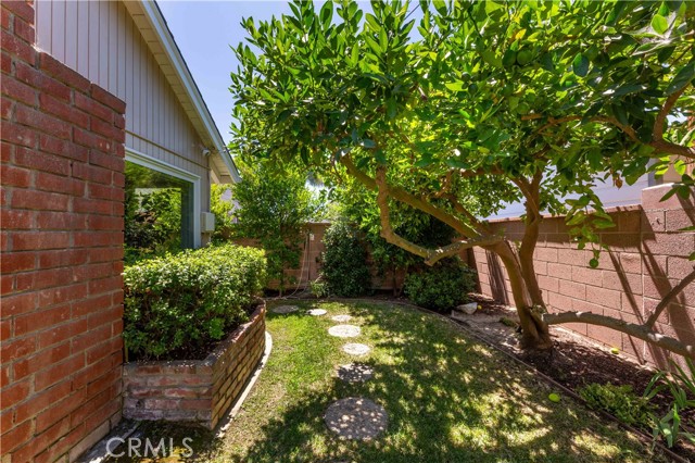 Citrus Trees in back yard