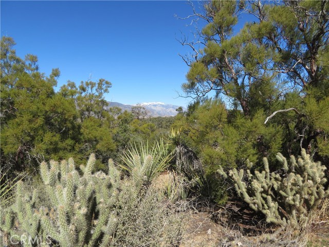 Detail Gallery Image 12 of 19 For 155 Lot #155 Buckthorn, Mountain Center,  CA 92561 - – Beds | – Baths