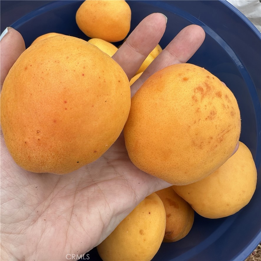https://media.crmls.org/medias/1604180b-5365-4e65-8d56-83eadda743be.jpg?preset=X-Large