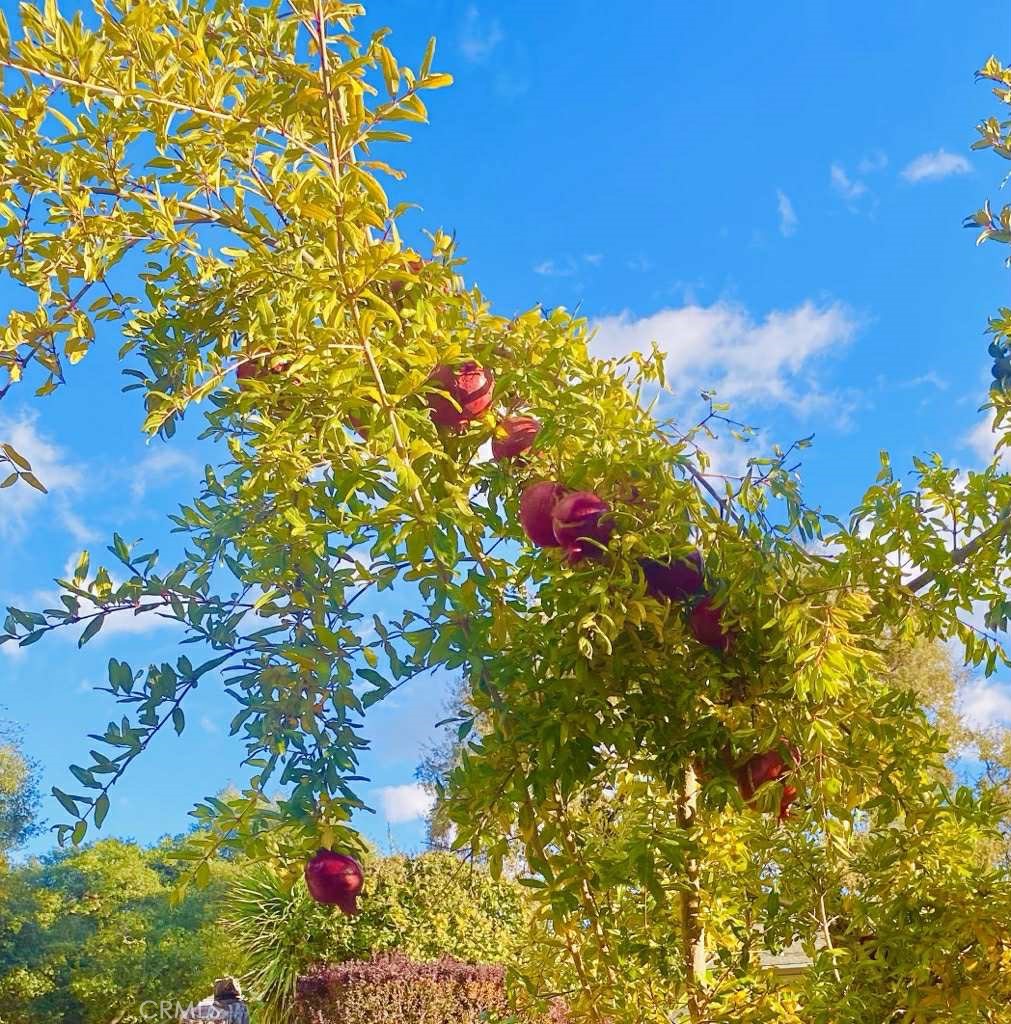 https://media.crmls.org/medias/165ec5bf-c582-4d24-818e-1875dad4fa68.jpg?preset=X-Large