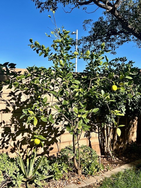 Detail Gallery Image 54 of 62 For 879 Derby, Corona,  CA 92882 - 4 Beds | 3/1 Baths