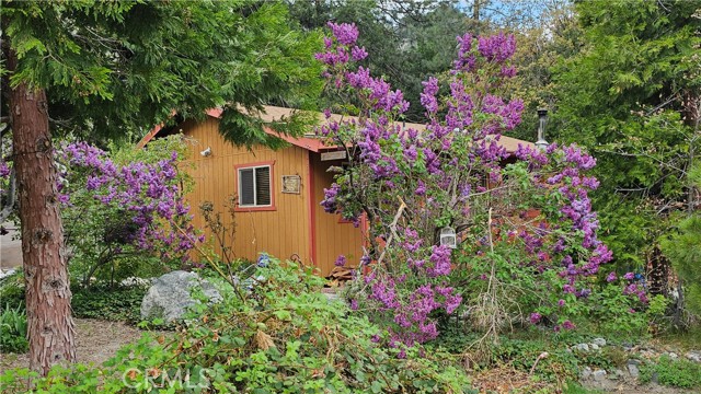 Blackberries, Lilacs, too many to list!