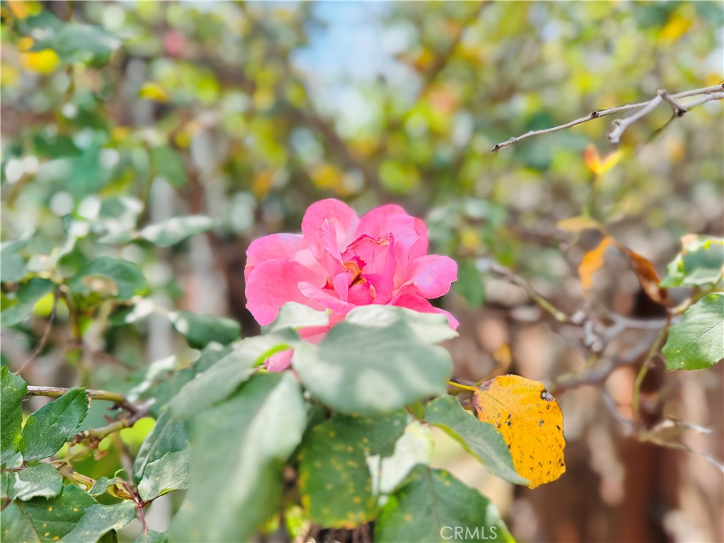 https://media.crmls.org/medias/16d28538-617f-4e13-bb15-a0992f428eb5.jpg?preset=X-Large
