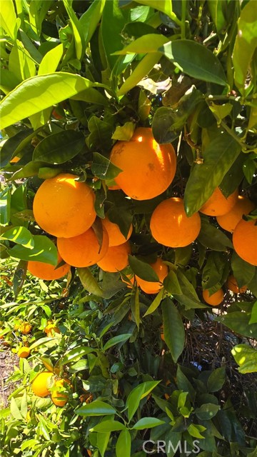 Detail Gallery Image 16 of 18 For 0 via Barranca, Temecula,  CA 92590 - – Beds | – Baths