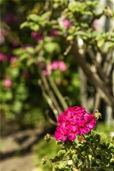 Detail Gallery Image 36 of 47 For 19378 Fadden St, Rowland Heights,  CA 91748 - 4 Beds | 2 Baths