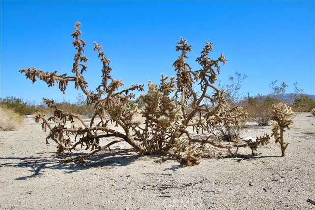 Detail Gallery Image 8 of 18 For 172 Lot 172 Eucalyptus Ave, Twentynine Palms,  CA 92277 - – Beds | – Baths