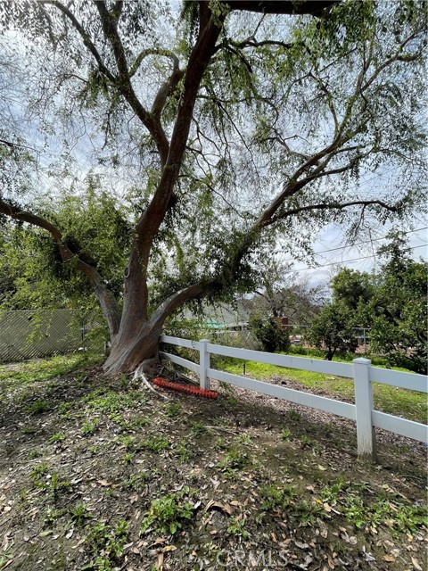 back yard large tree