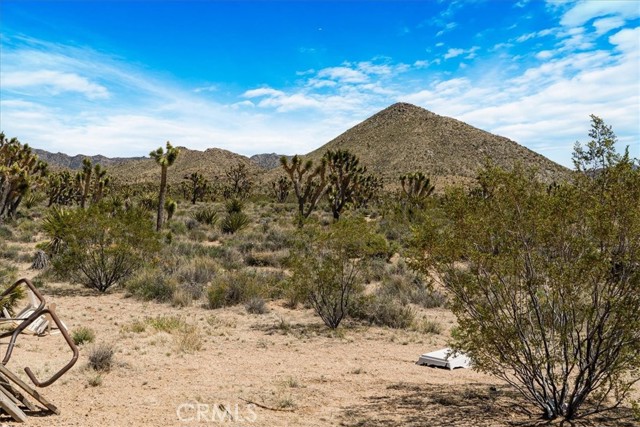 Detail Gallery Image 31 of 35 For 98202 Old Cima Ranch Rd, Cima,  CA 92323 - 3 Beds | 2 Baths