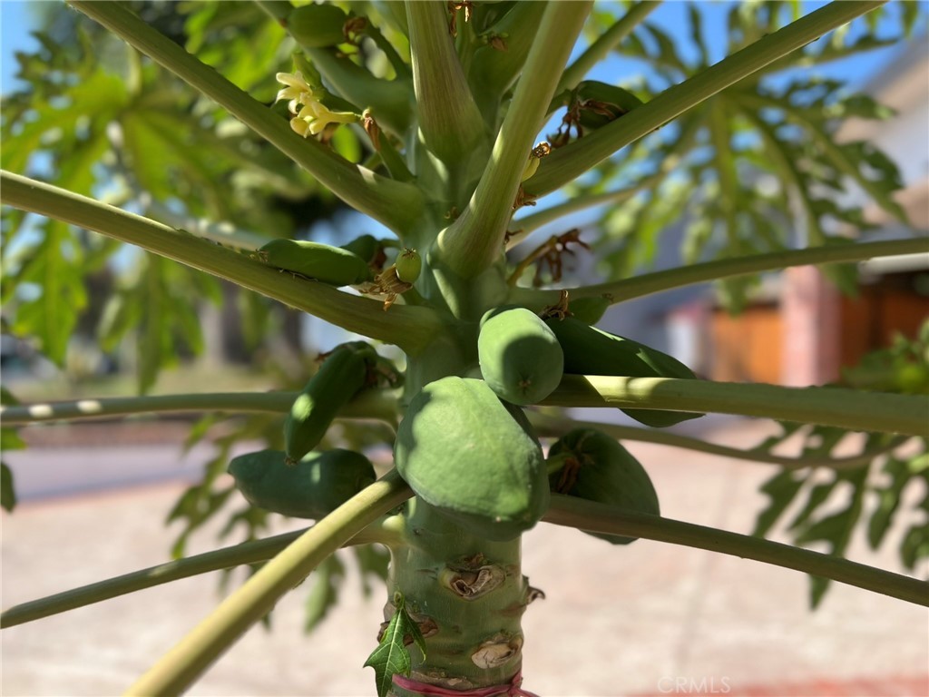 MLS #SR25247520 image #44