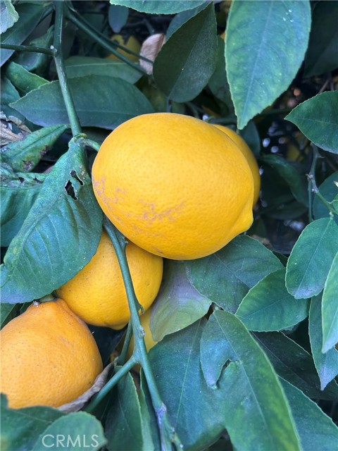 Detail Gallery Image 14 of 16 For 665 N. San Antonio Ave., Upland,  CA 91786 - 1 Beds | 1 Baths