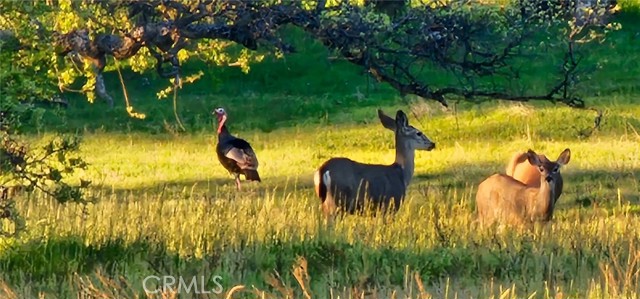 Detail Gallery Image 9 of 10 For 9145 Hunters Valley, Mariposa,  CA 95338 - – Beds | – Baths