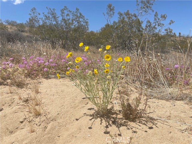 Detail Gallery Image 5 of 19 For 20 Acres, Yucca Valley,  CA 92285 - – Beds | – Baths