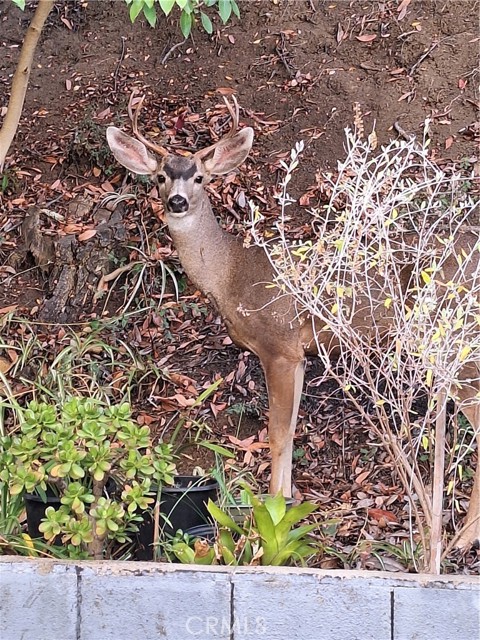 Detail Gallery Image 39 of 42 For 11944 Briarvale, Studio City,  CA 91604 - 5 Beds | 4 Baths