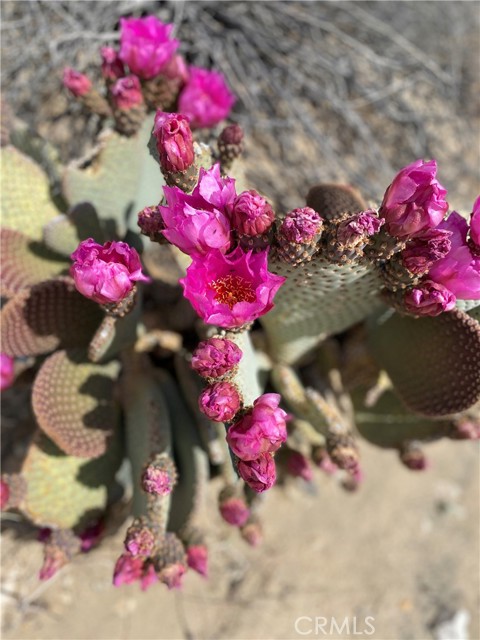 77517 Mayfair Drive, 29 Palms CA: https://media.crmls.org/medias/1ad00e0d-3232-4498-9a96-8a7d95323551.jpg