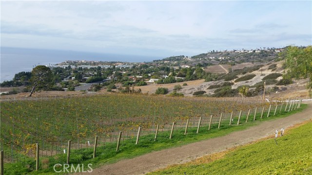 VINEYARD WITH PV BAY CLUB IN BACKGROUND