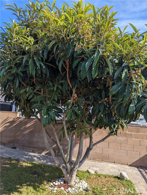 Loquat Tree