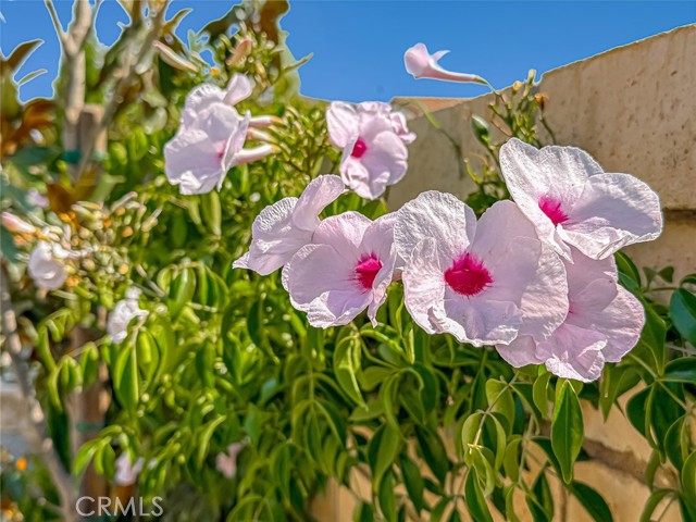 Detail Gallery Image 27 of 43 For 2410 Quartsite Dr, Camarillo,  CA 93012 - 2 Beds | 2/1 Baths