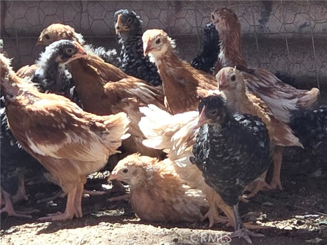 Detail Gallery Image 52 of 74 For 57745 Bailey, Anza,  CA 92539 - 3 Beds | 2 Baths