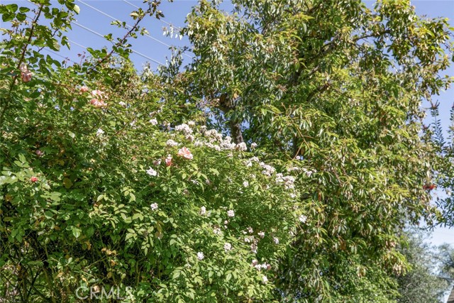 1558 Hillcrest Avenue, Glendale CA: https://media.crmls.org/medias/1c9b3fb3-2293-4a27-a7ff-16bc807966ed.jpg