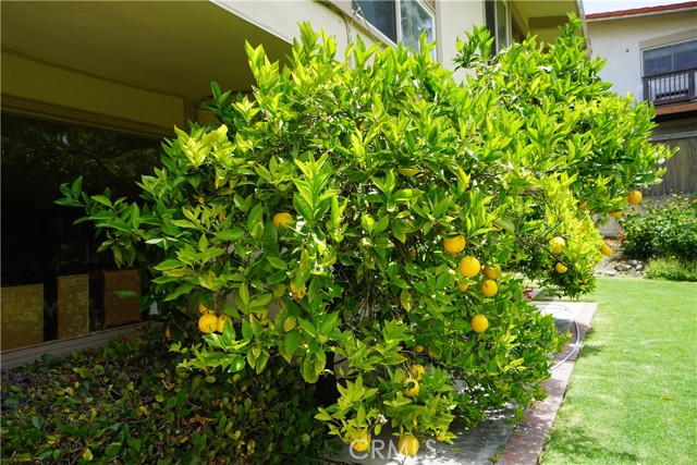 Orange Tree is part of landscaping