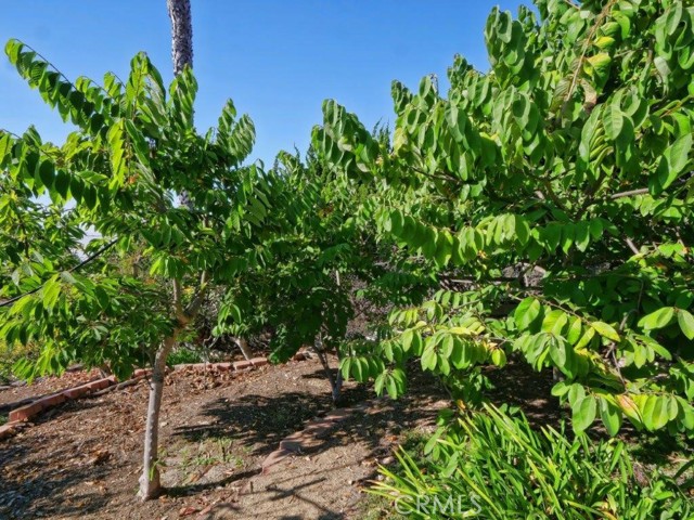 Fruit Trees Area