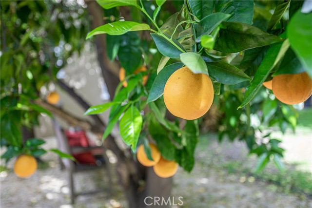 Enjoy your own fresh oranges!