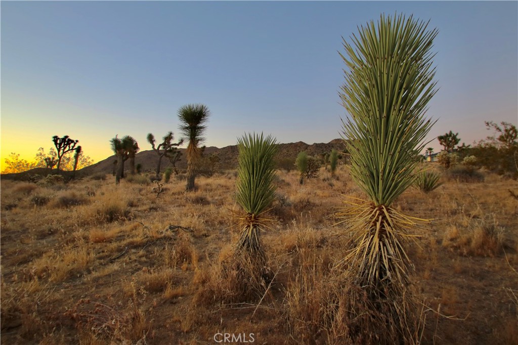 MLS #JT25001678 image #38