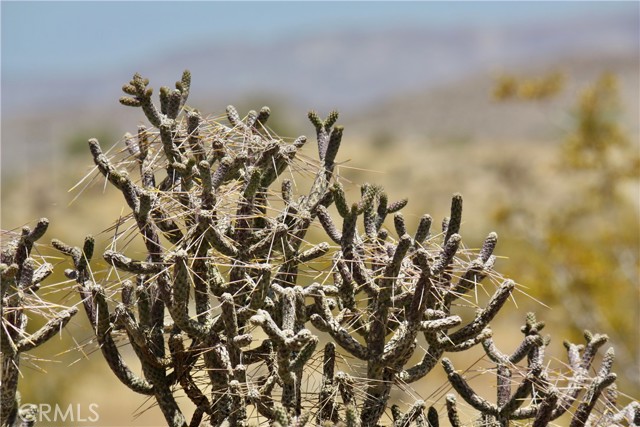 Detail Gallery Image 37 of 48 For 2029 Wamego, Landers,  CA 92285 - 1 Beds | 1 Baths