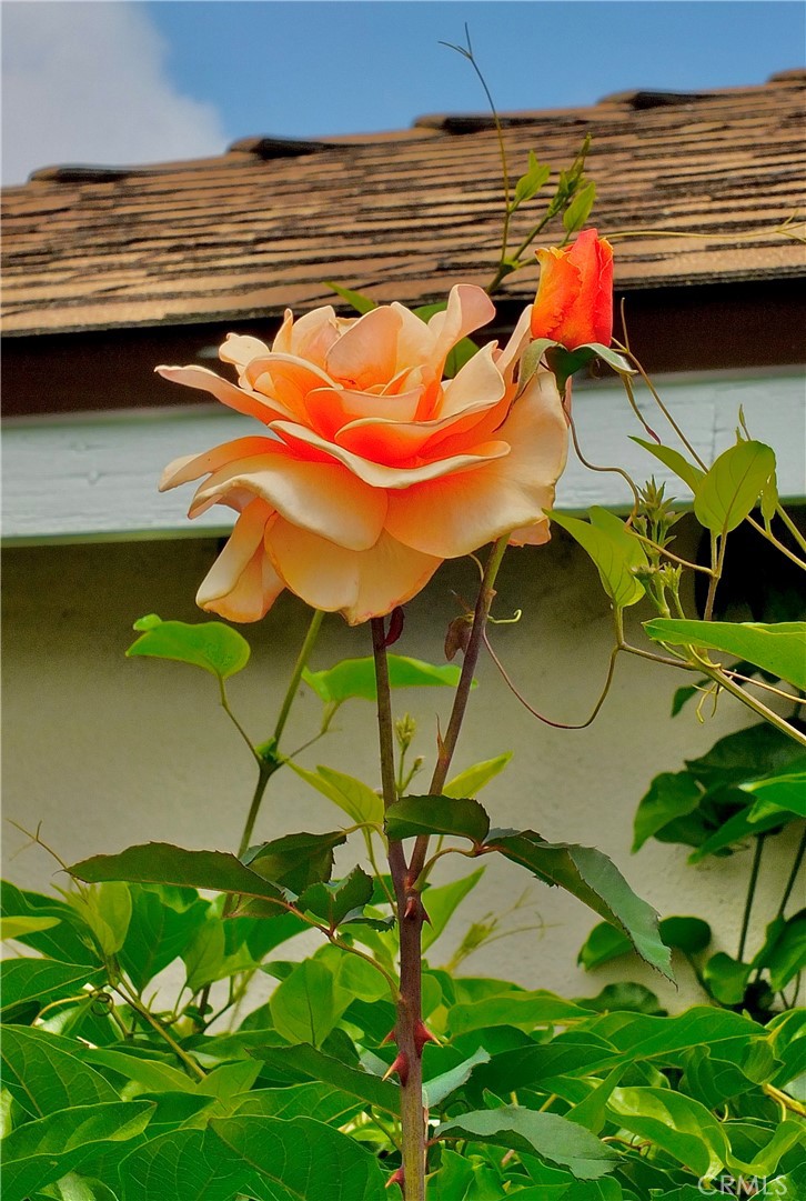 https://media.crmls.org/medias/1e298420-7beb-46a1-8d46-dbcdf9088d87.jpg?preset=X-Large