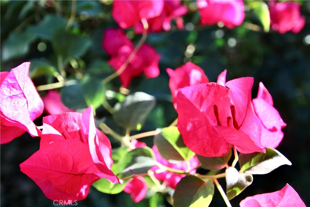 MLS #JT25276337 image #3