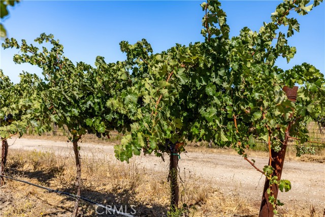 4825 Mill Road, Paso Robles CA: https://media.crmls.org/medias/1ec31773-b691-4196-9edc-2d780dc2bbaf.jpg