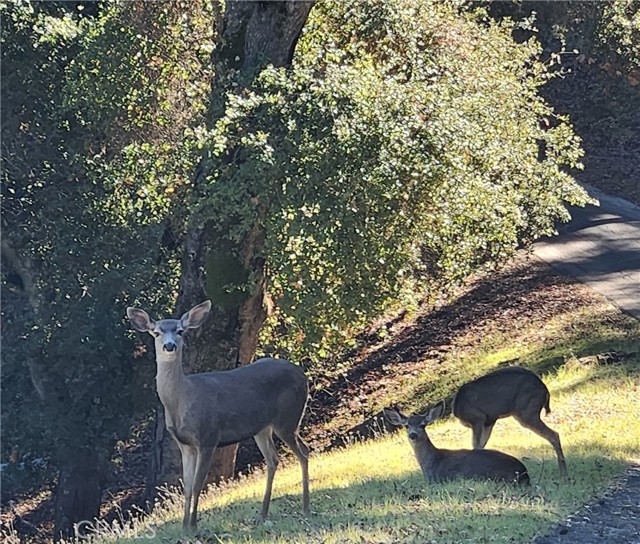 Front Image Thumbnail for CRHD25279164