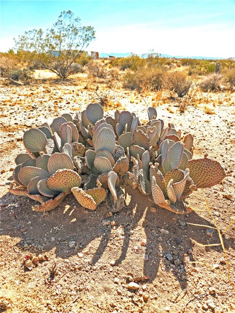 1 Cielito, Joshua Tree, CA, 92252 1 Cielito, Joshua Tree, CA, 92252