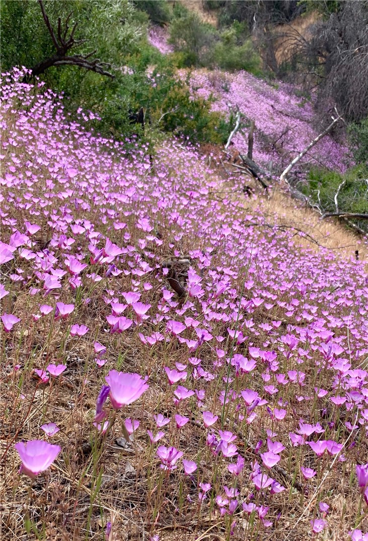 https://media.crmls.org/medias/1f90b184-75b5-4e07-9a72-a5566e6a09ce.jpg?preset=X-Large