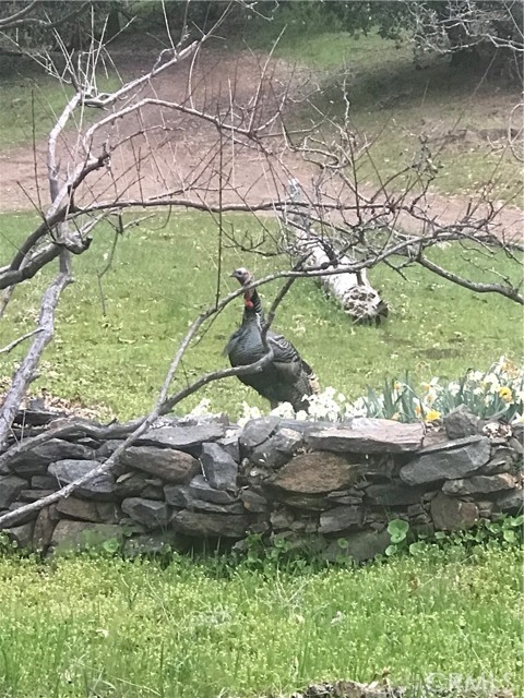 Detail Gallery Image 20 of 31 For 38088 Serpa Canyon Rd, Coarsegold,  CA 93614 - 3 Beds | 2 Baths