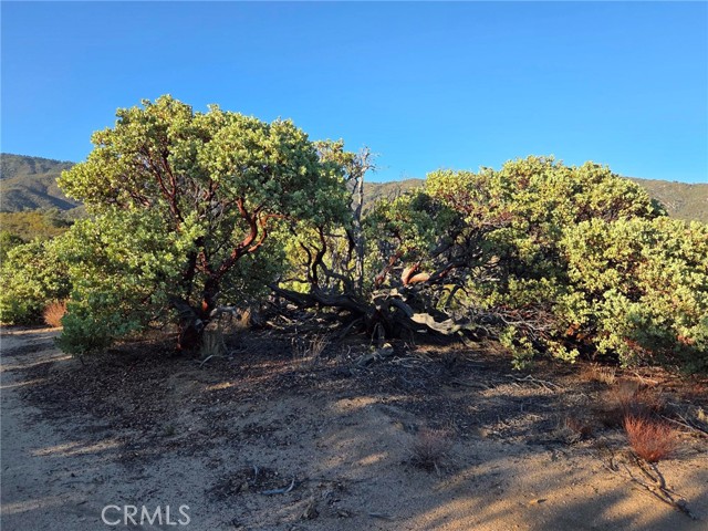 Detail Gallery Image 17 of 25 For 0 Mount Rd, Anza,  CA 92539 - – Beds | – Baths