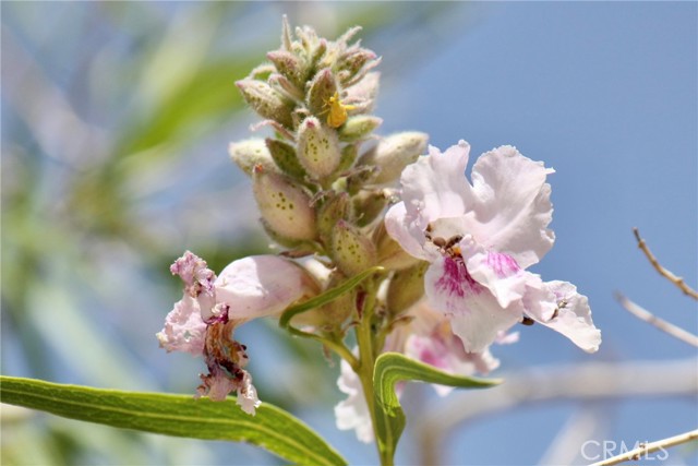 Detail Gallery Image 34 of 48 For 2029 Wamego, Landers,  CA 92285 - 1 Beds | 1 Baths