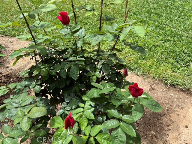 Beautiful rose bushes