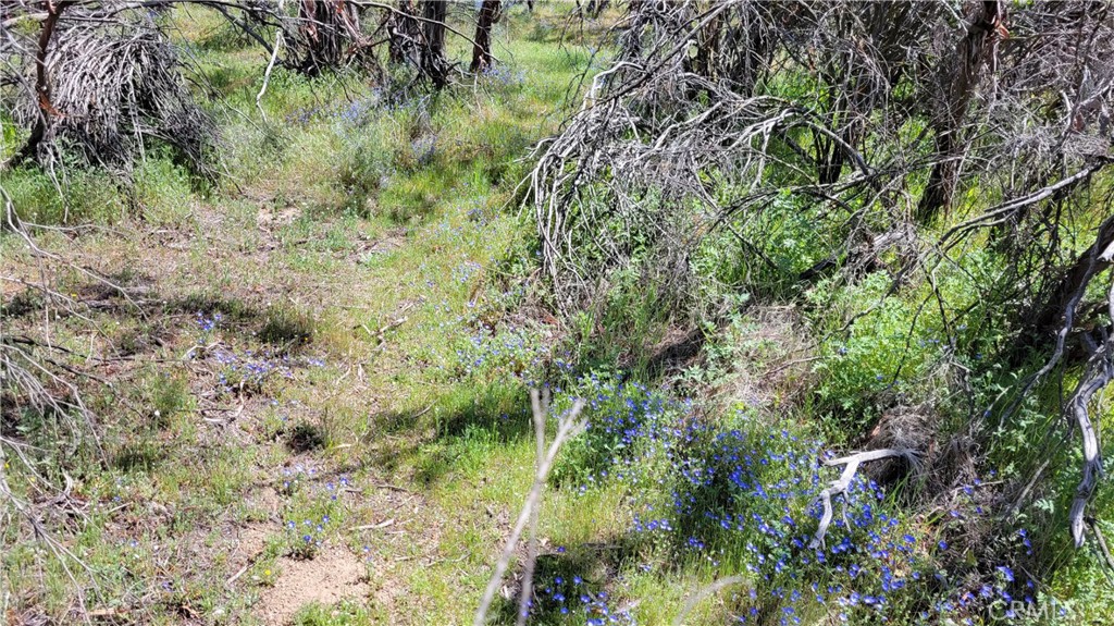 53409 Pony Trail