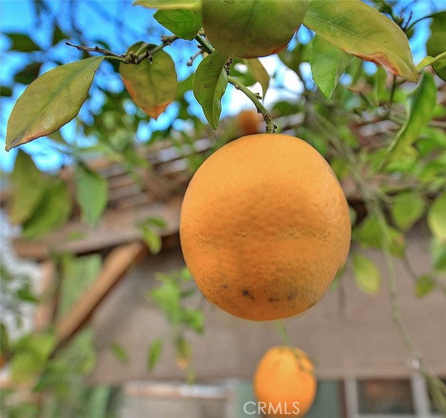 Fruit Trees