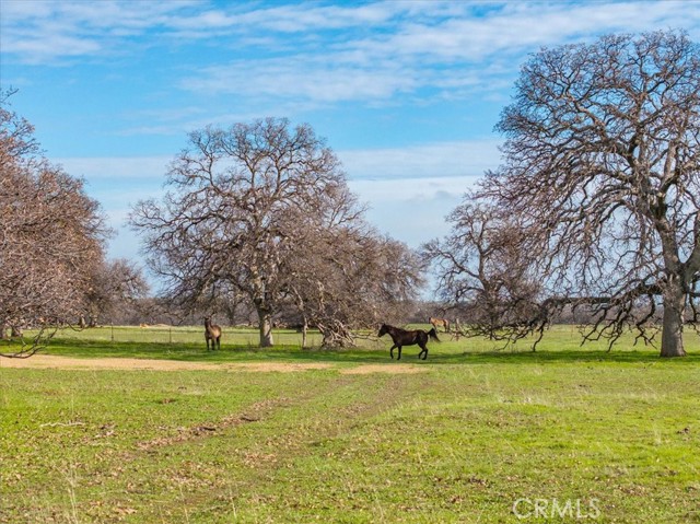 Detail Gallery Image 8 of 23 For 16620 Paskenta Rd, Corning,  CA 96021 - 2 Beds | 2 Baths